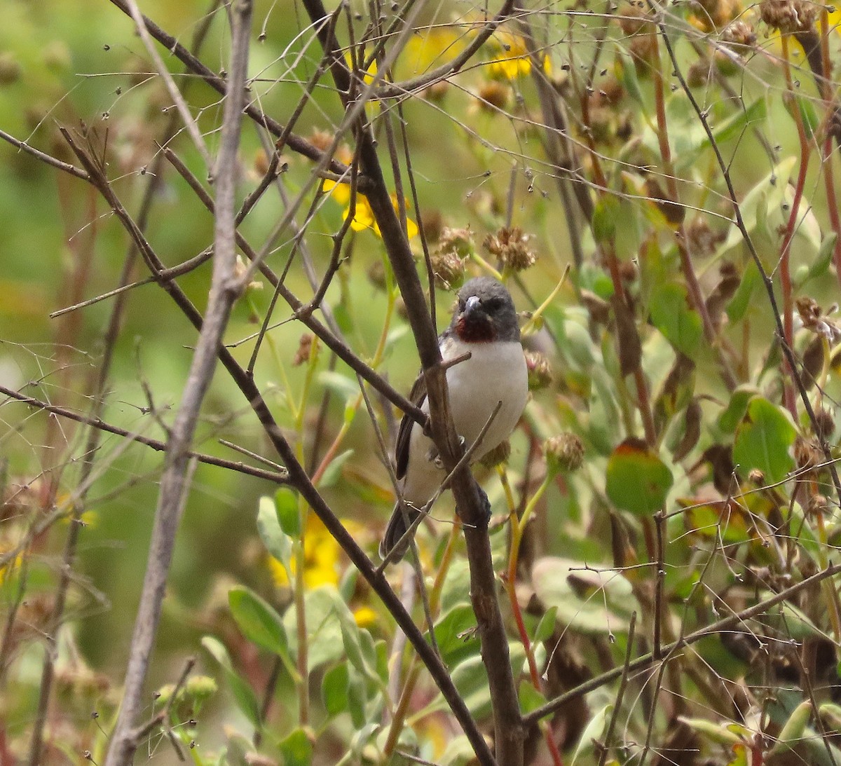 Зерноїд рудогорлий - ML645596402
