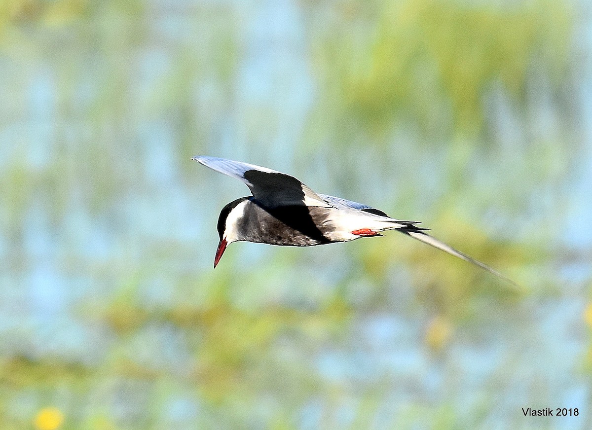 Крячок білощокий - ML645596403