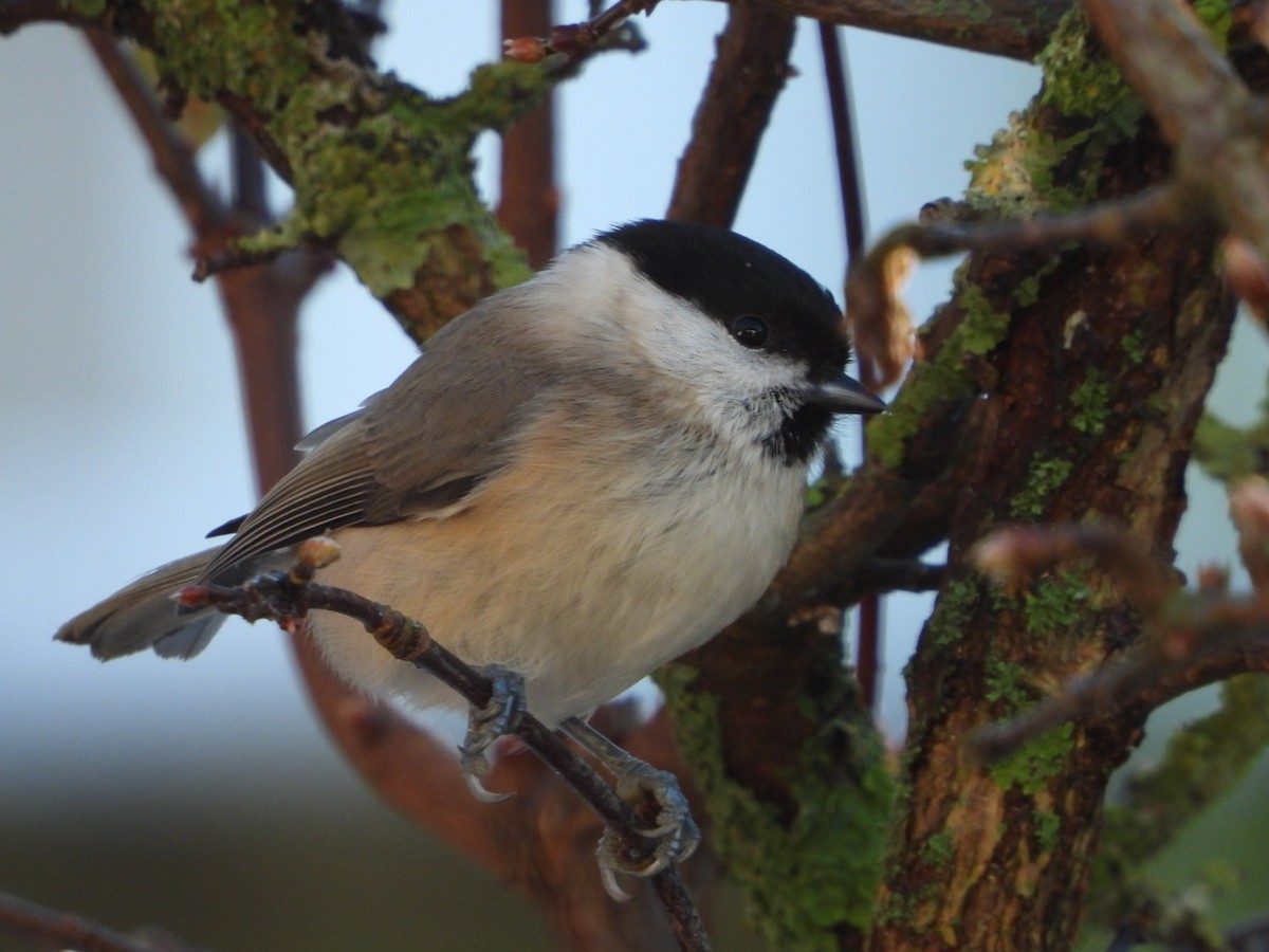 Гаїчка болотяна - ML645596404