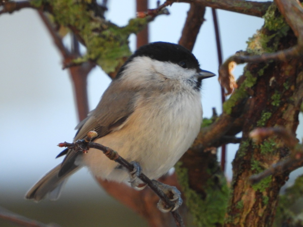 Гаїчка болотяна - ML645596405