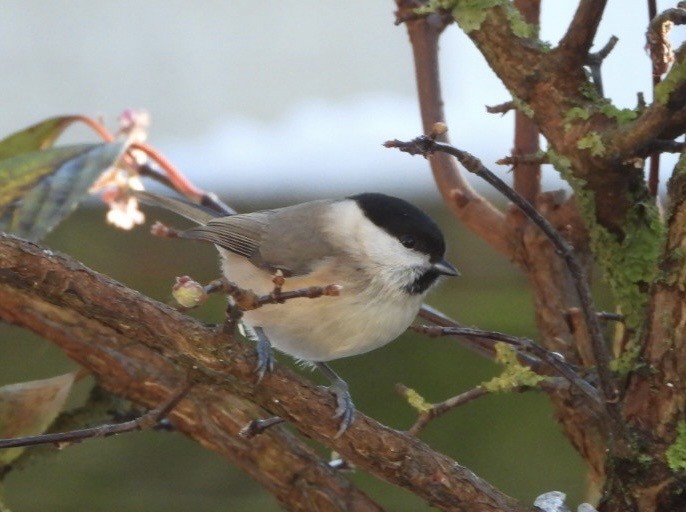 Гаїчка болотяна - ML645596406