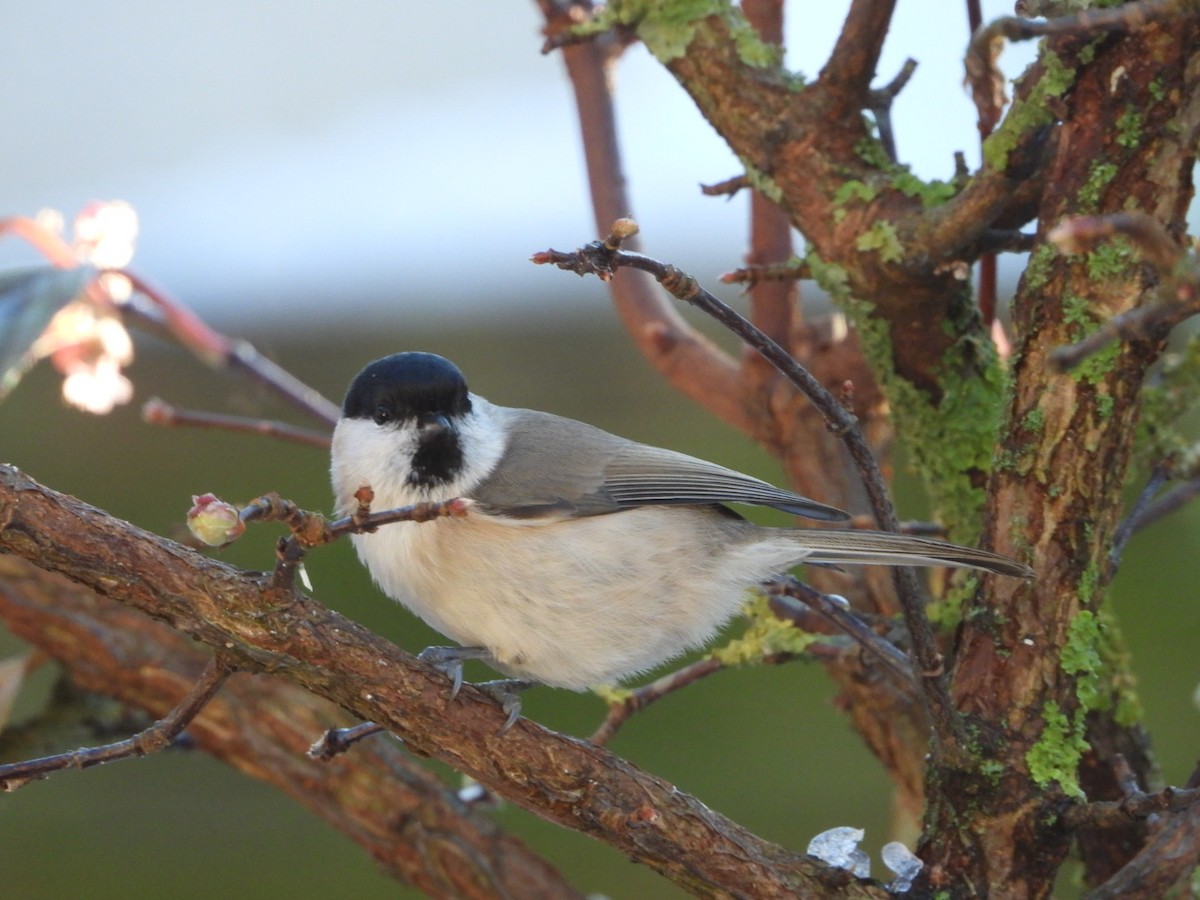 Гаїчка болотяна - ML645596407