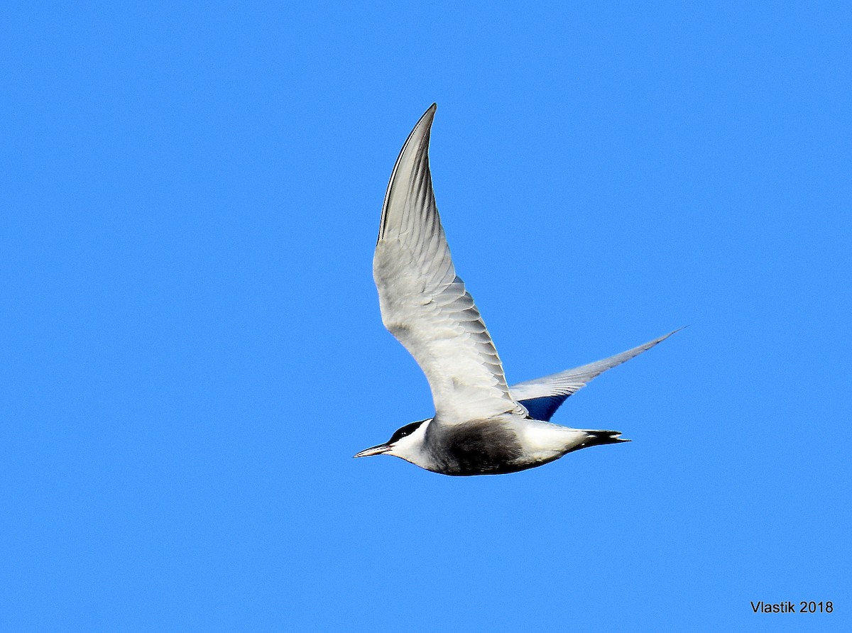 Крячок білощокий - ML645596408