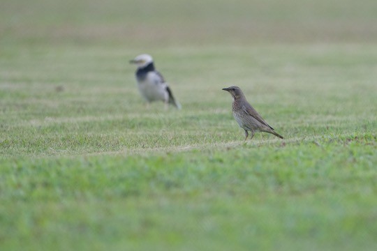 Red-throated Thrush - ML645596409
