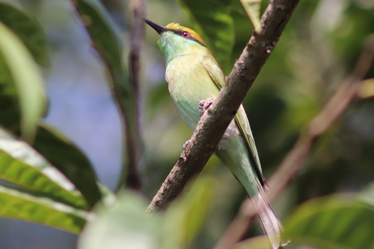 Бджолоїдка мала - ML645596410