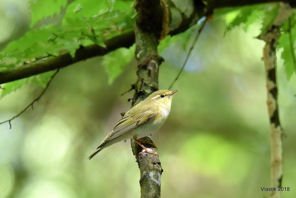Вівчарик жовтобровий - ML645596411