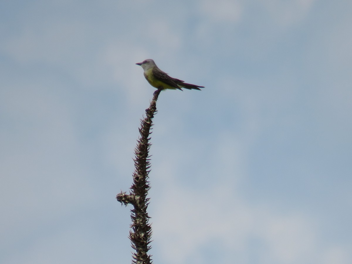 Тиран тропічний - ML645596412