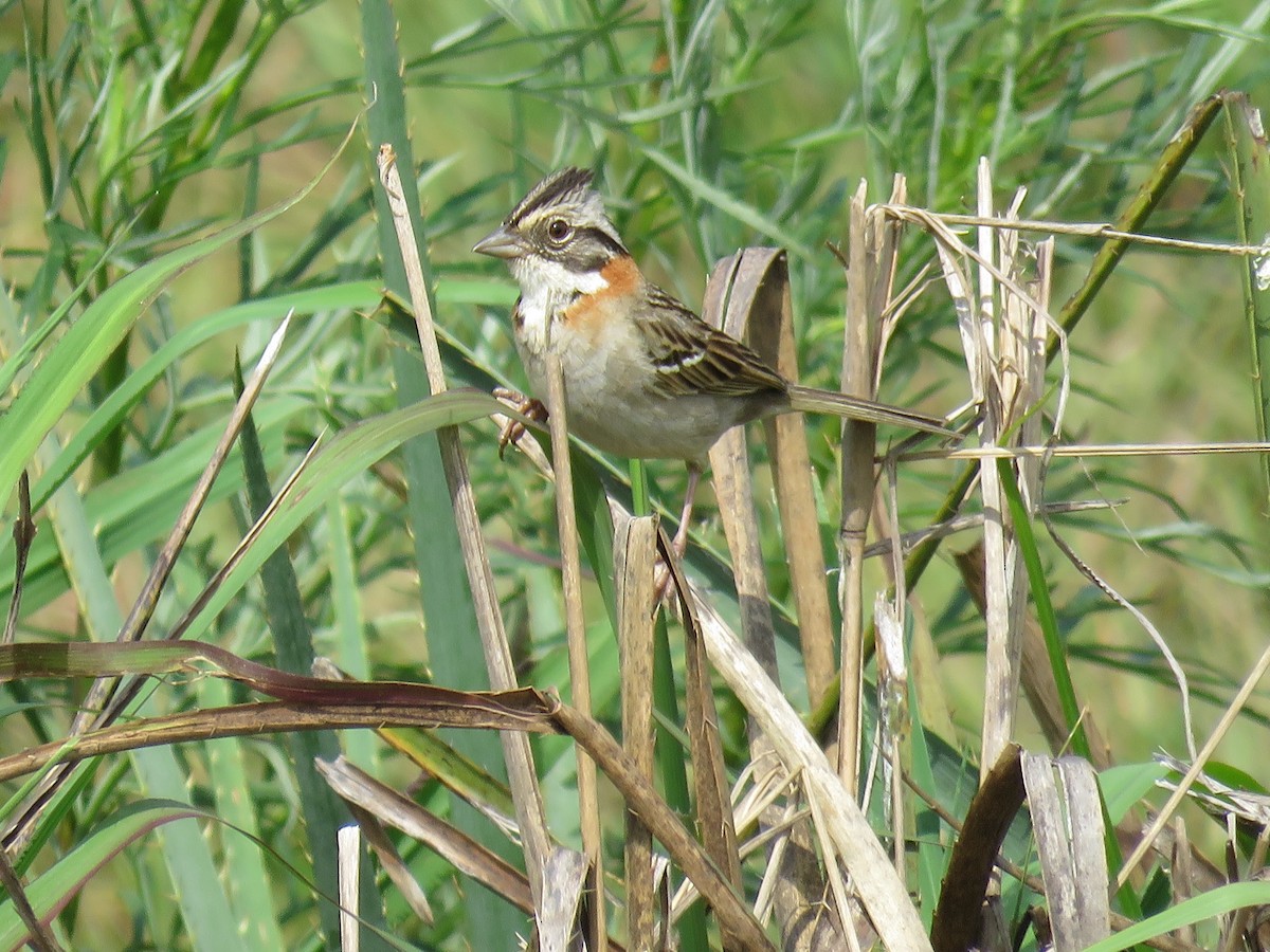 Бруант рудошиїй - ML645596413