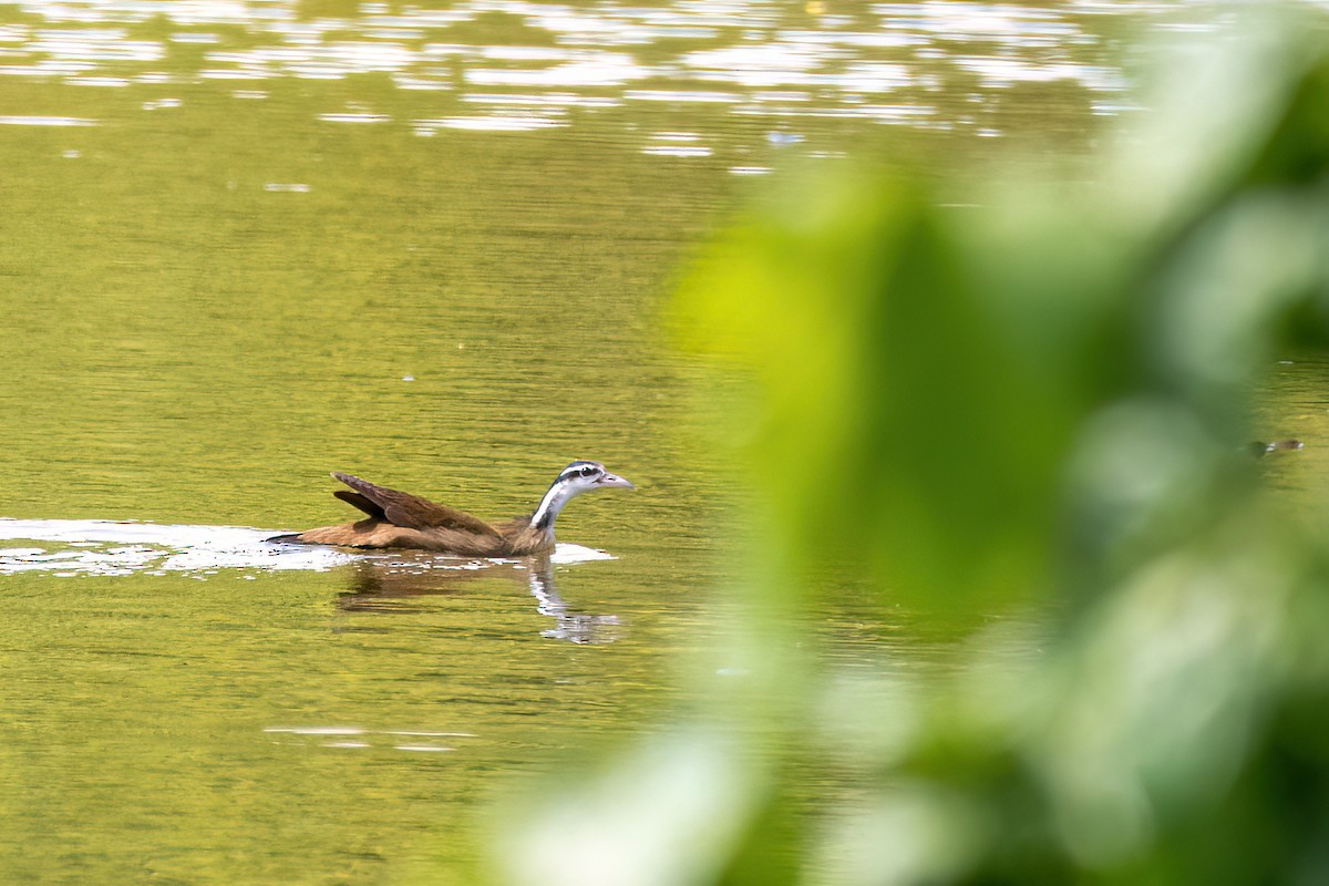 Лапчастоніг неотропічний - ML645596414