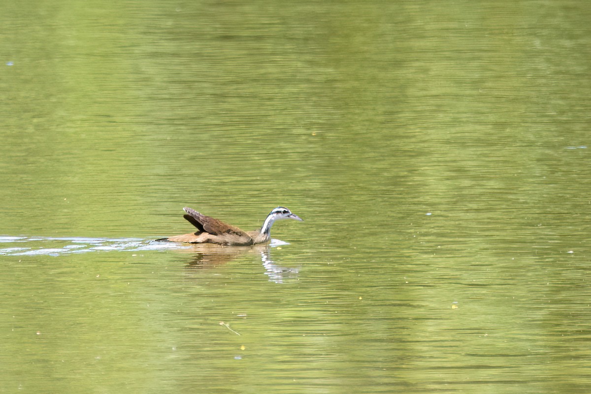 Лапчастоніг неотропічний - ML645596415
