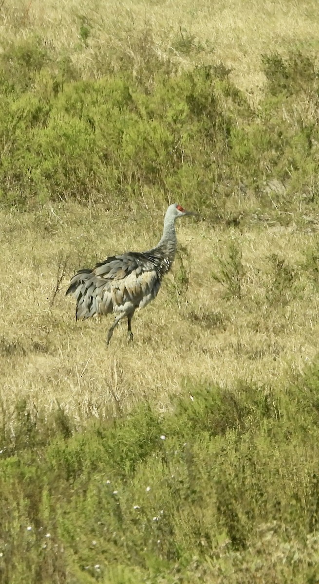 Журавель канадський - ML645596416