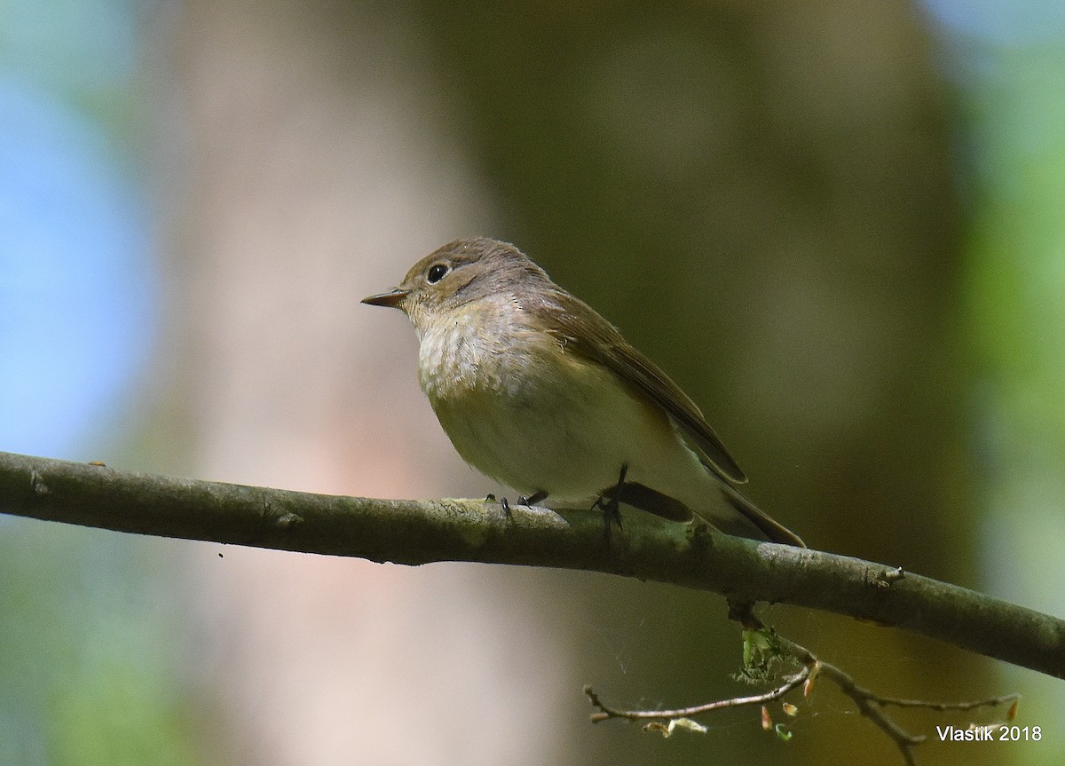 Мухоловка мала - ML645596417