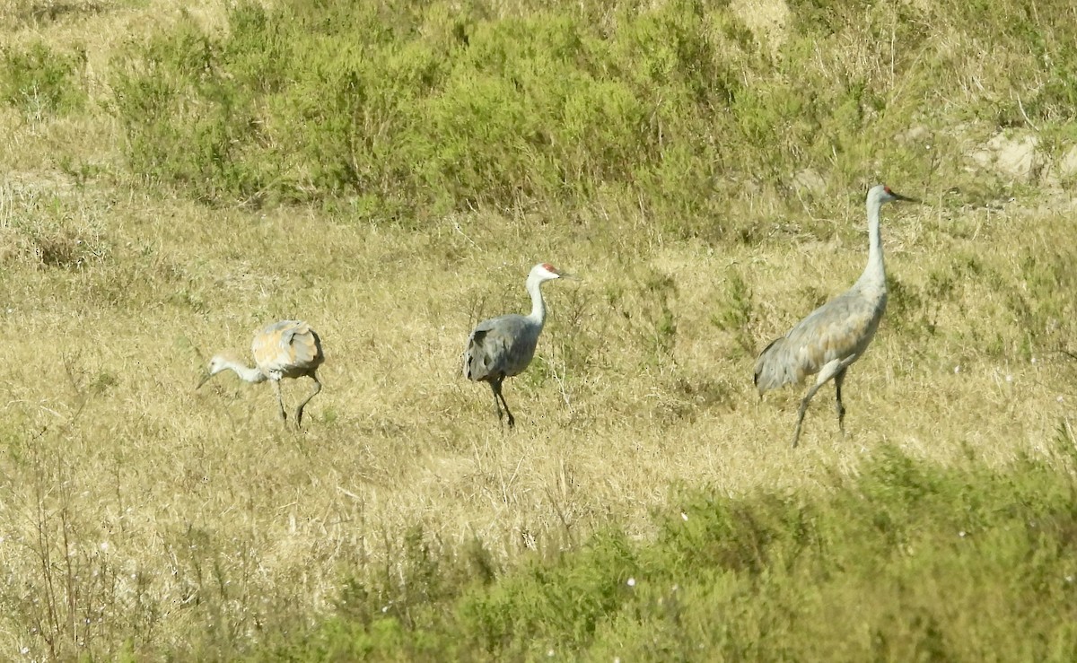 Журавель канадський - ML645596418