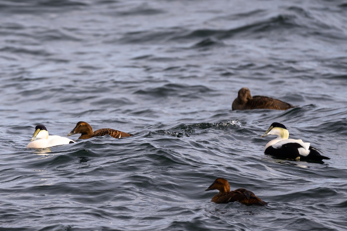 Пухівка зеленошия (підвид dresseri) - ML645596420