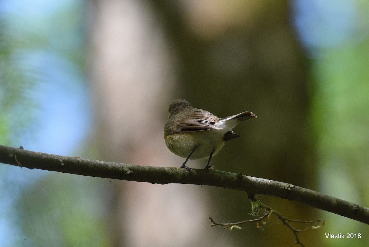 Мухоловка мала - ML645596421