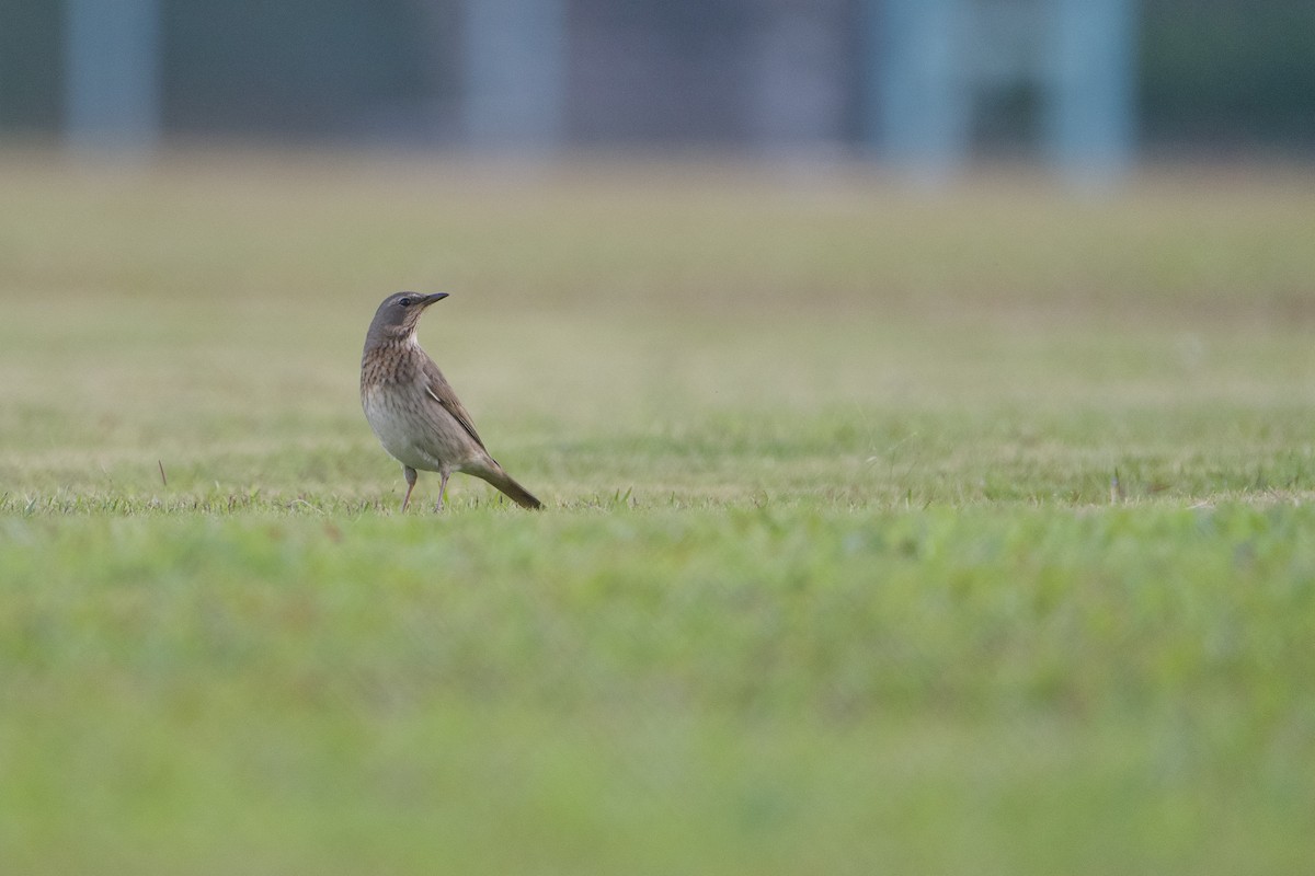 Red-throated Thrush - ML645596422