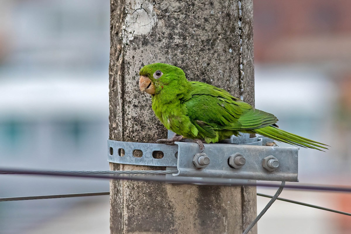 White-eyed Parakeet - ML645596429