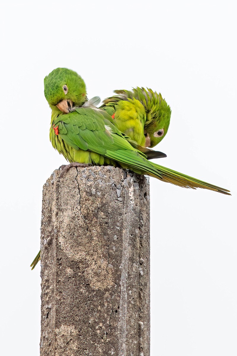 White-eyed Parakeet - ML645596430