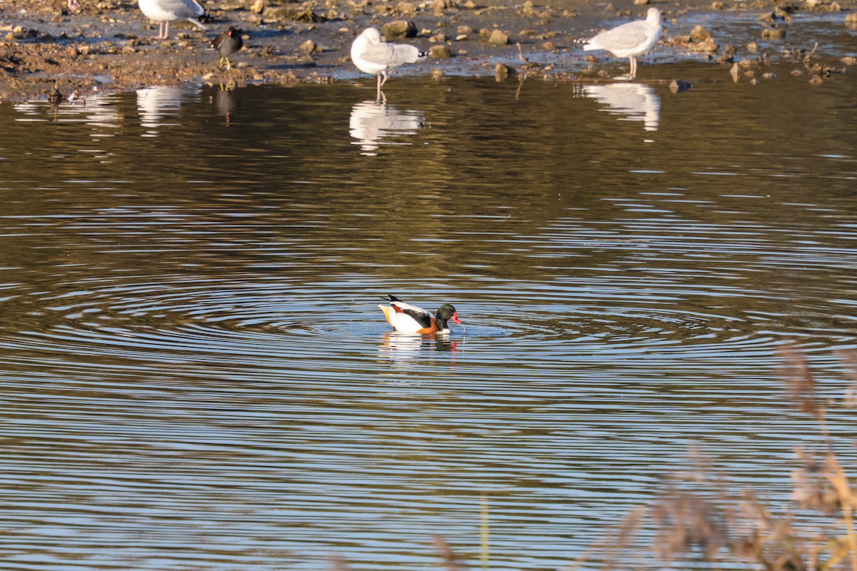 Common Shelduck - ML645596436