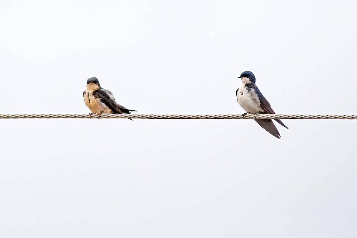 vlaštovka modrobílá - ML645596444