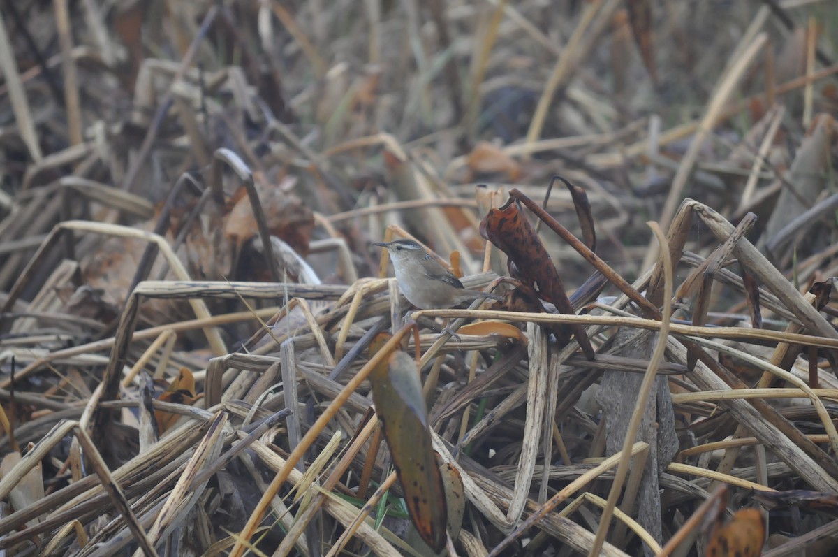 Marsh Wren - ML645596450