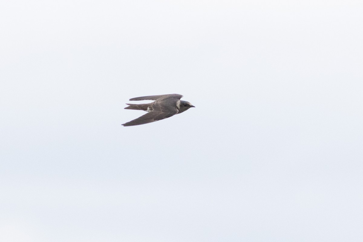 Purple Martin - ML645596463