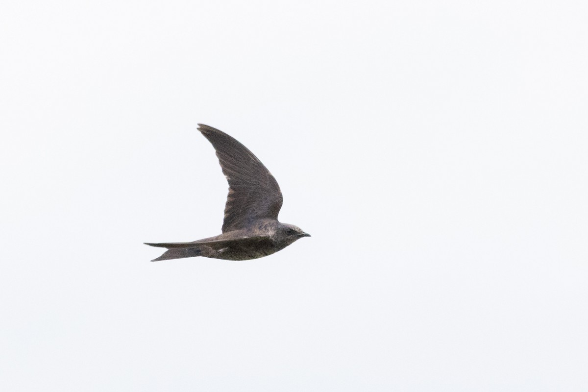 Purple Martin - ML645596468