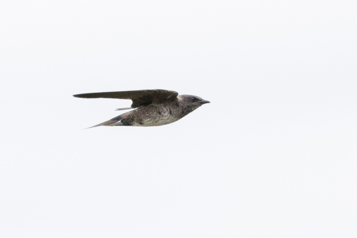 Purple Martin - ML645596471