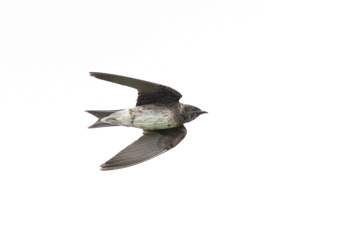 Purple Martin - ML645596475