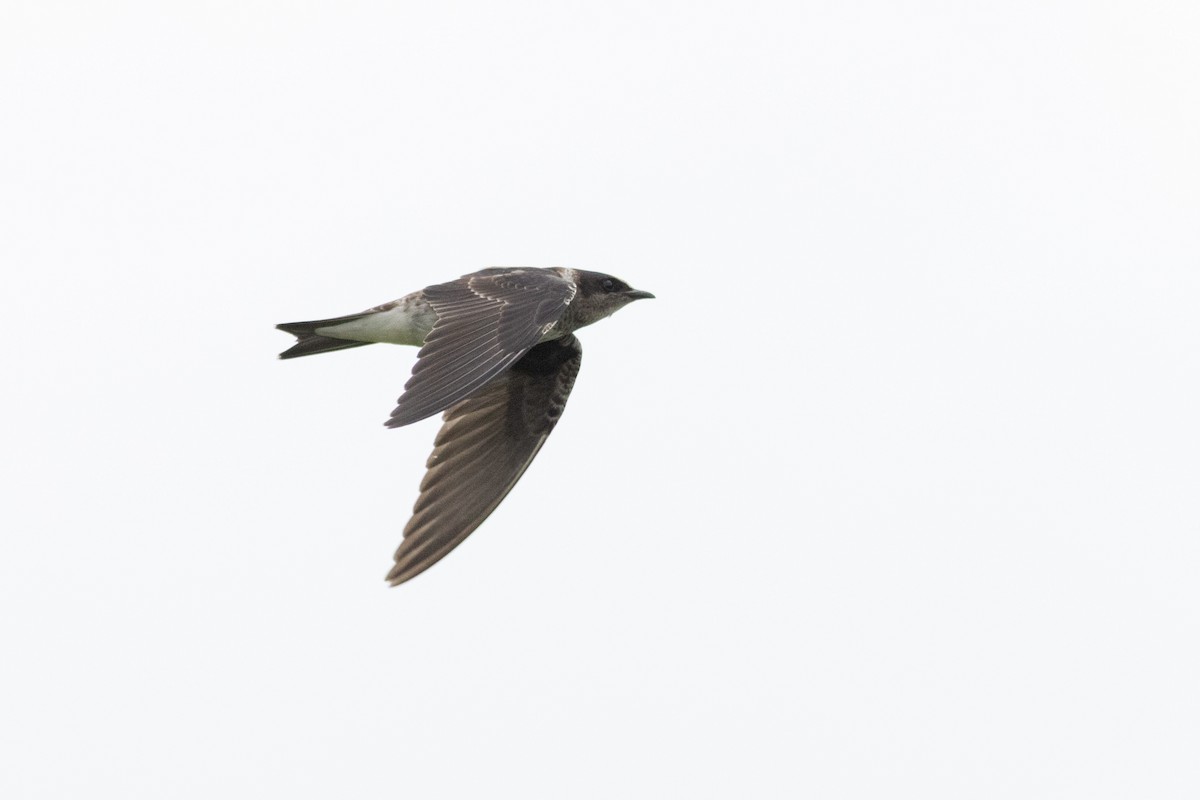 Purple Martin - ML645596479