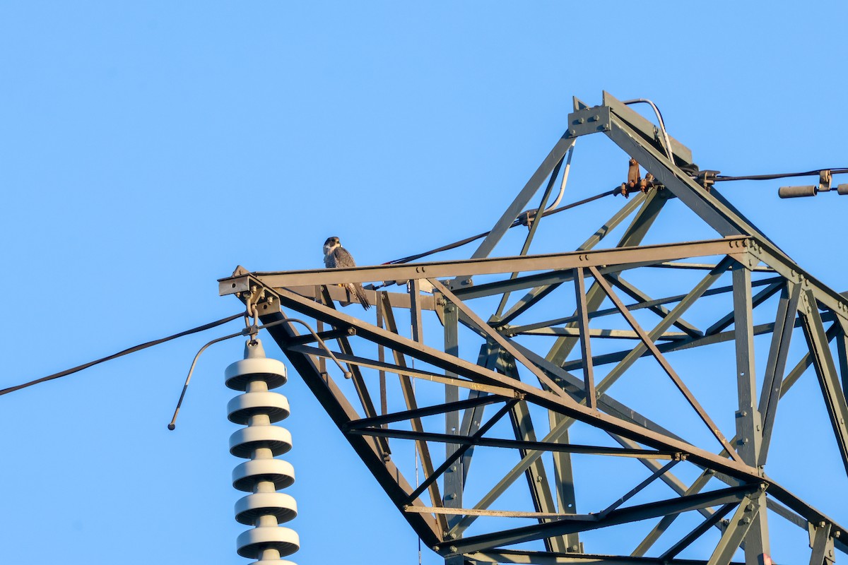 Peregrine Falcon - ML645596481