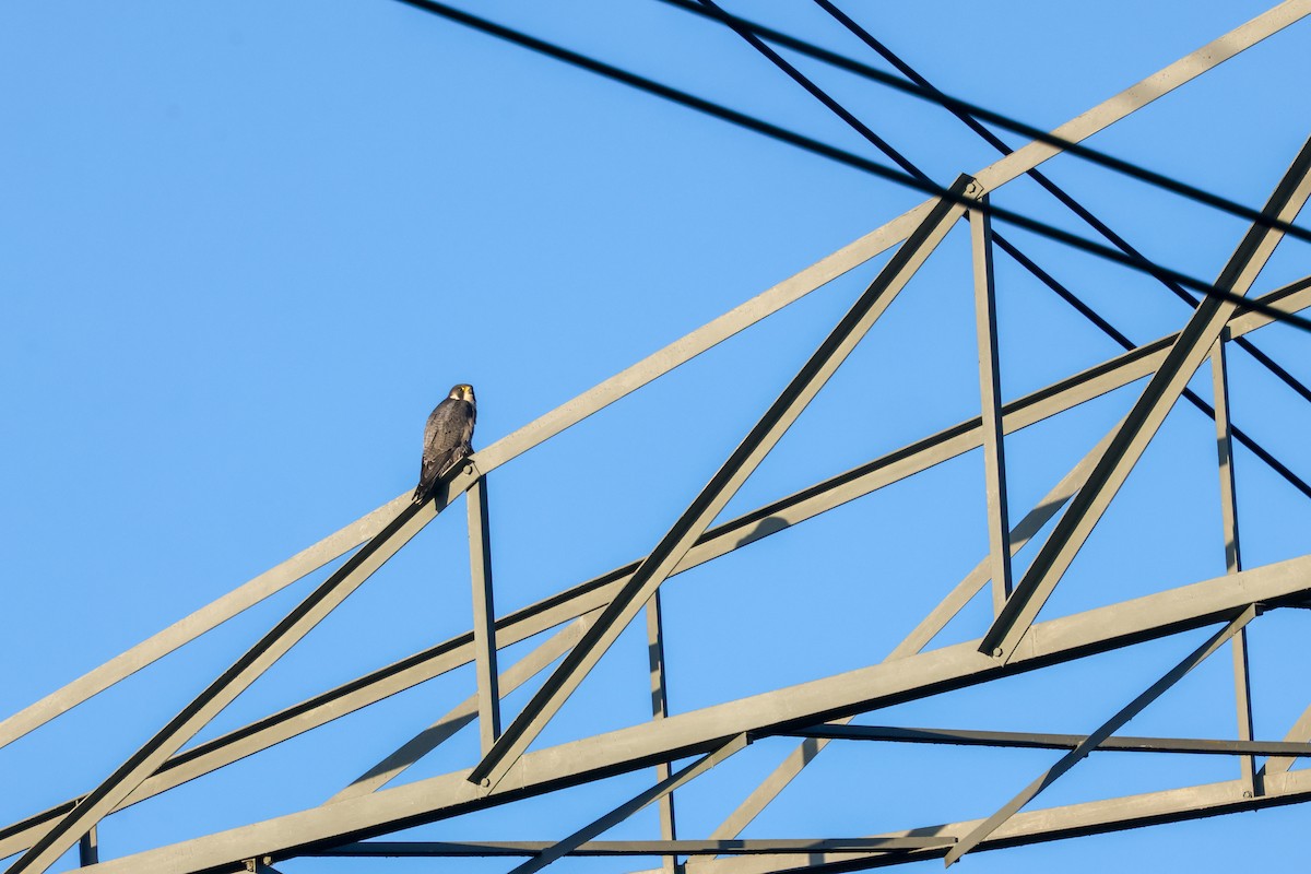 Peregrine Falcon - ML645596482