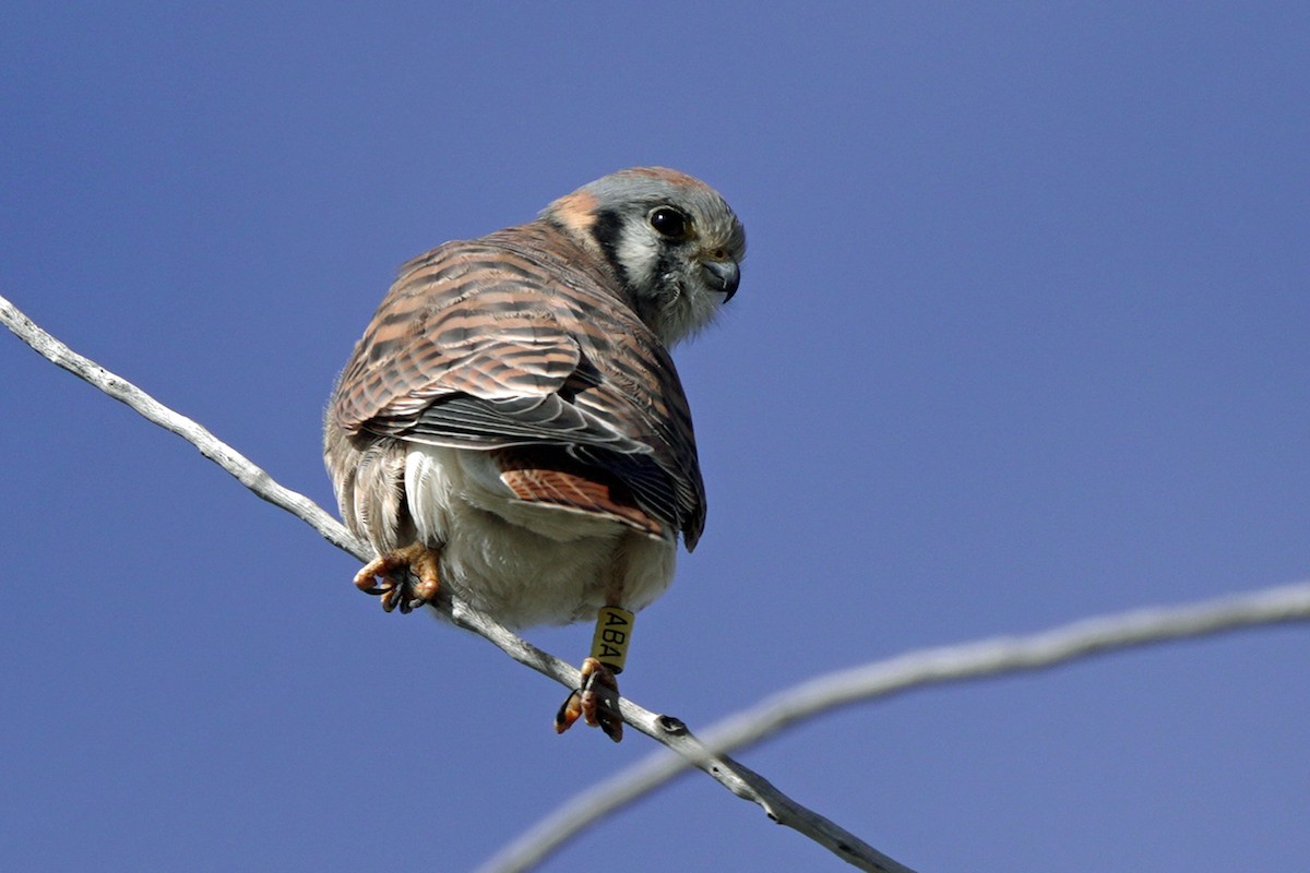 poštolka pestrá - ML645596484