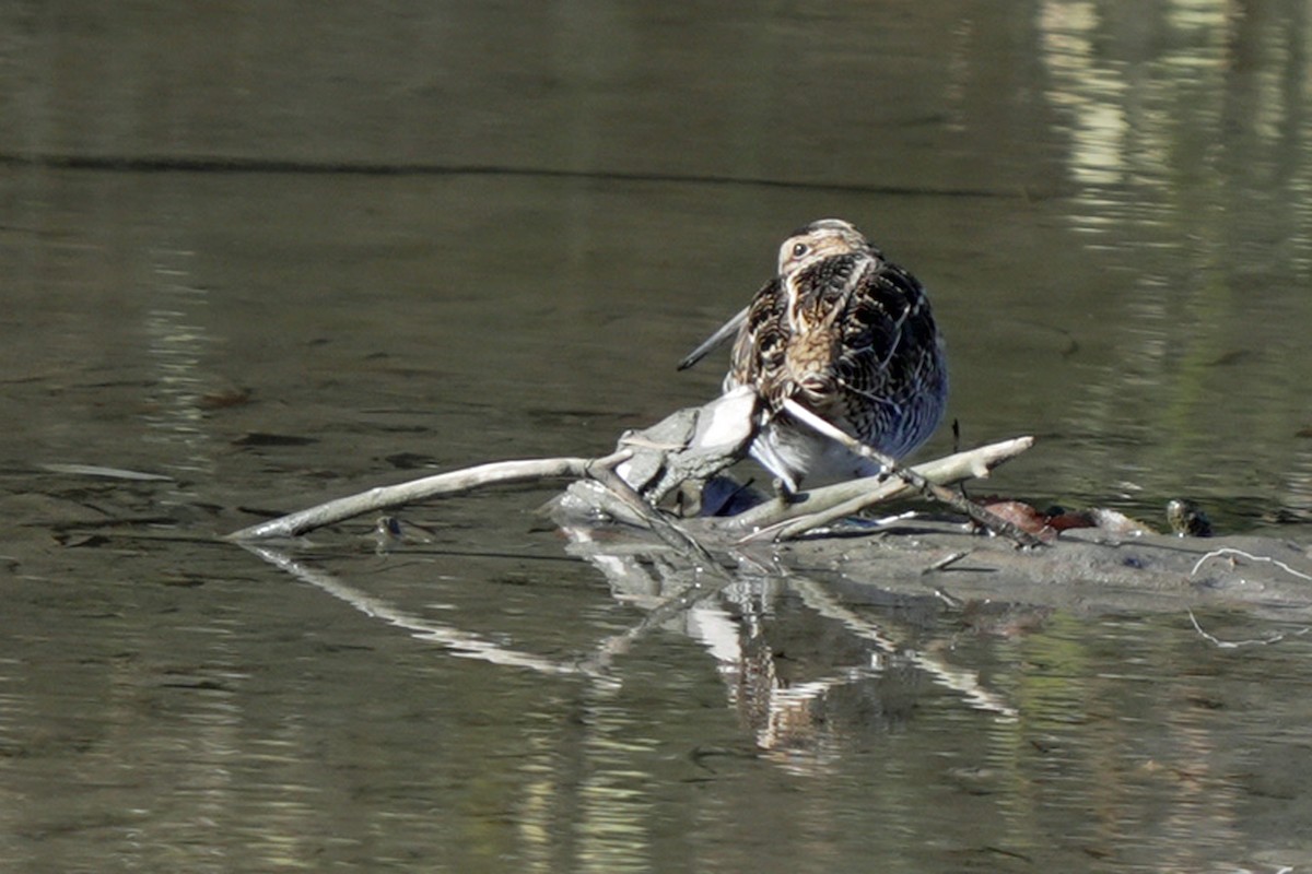 bekasina severoamerická - ML645596490
