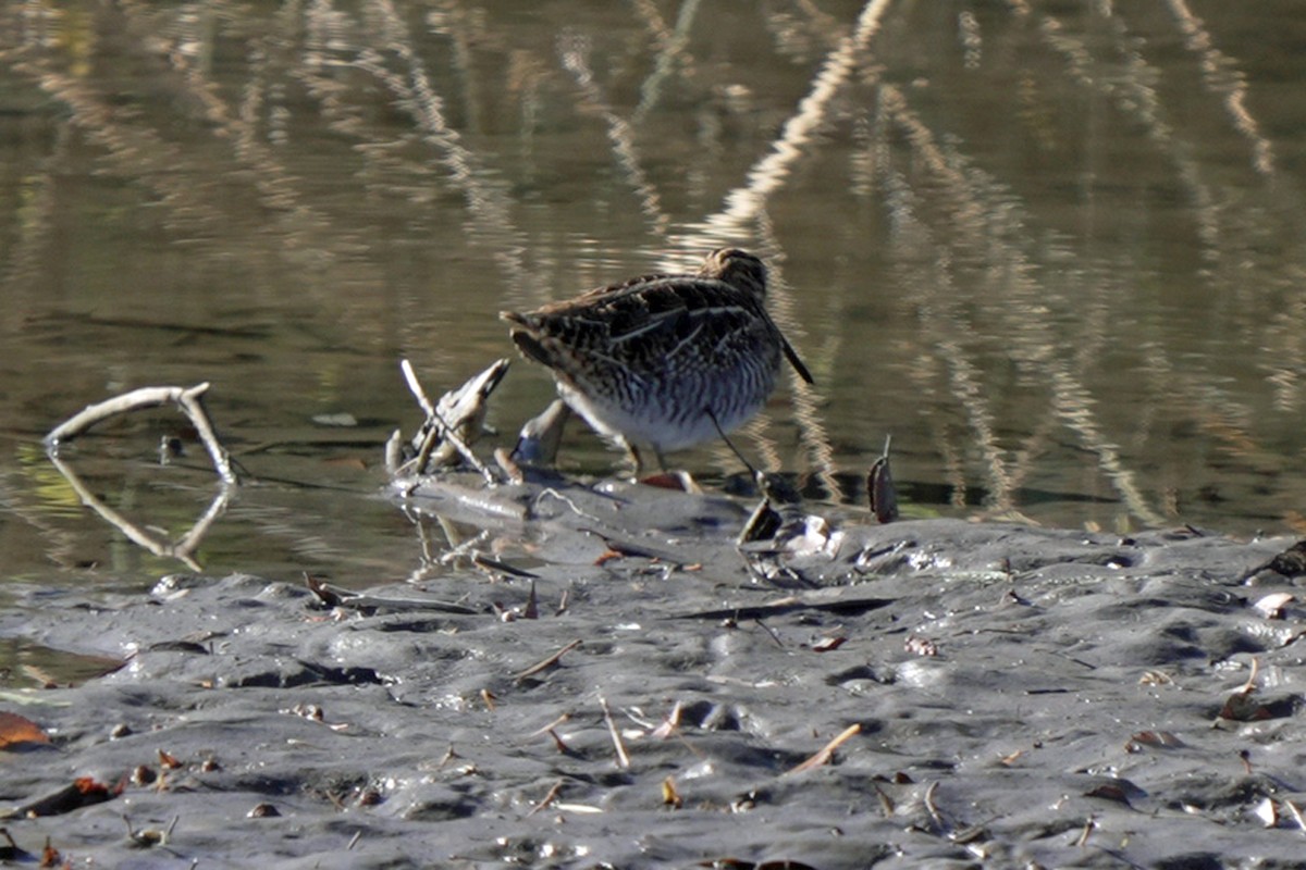 bekasina severoamerická - ML645596491