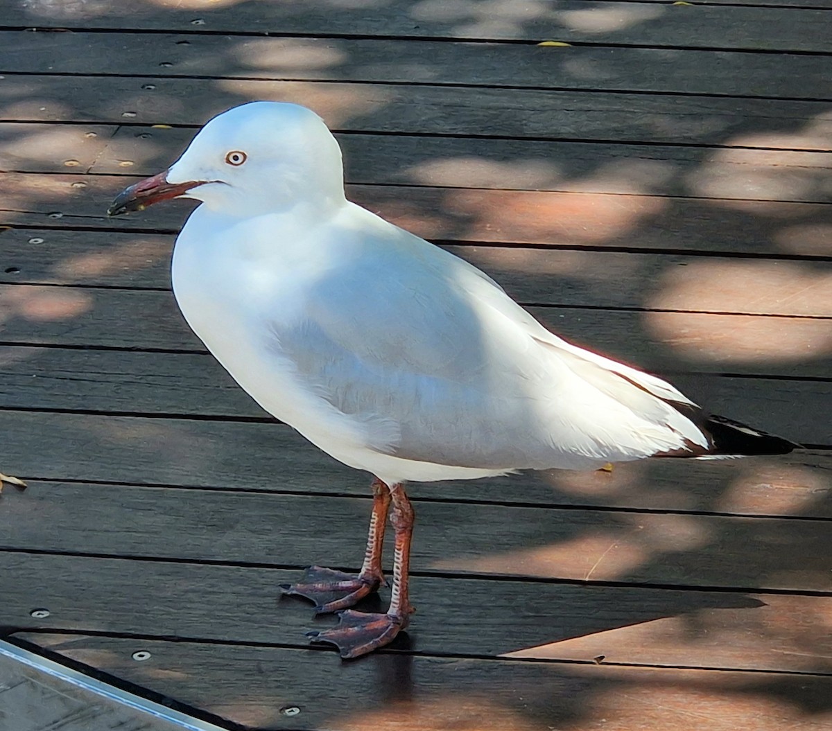 Silver Gull (Silver) - ML645596493