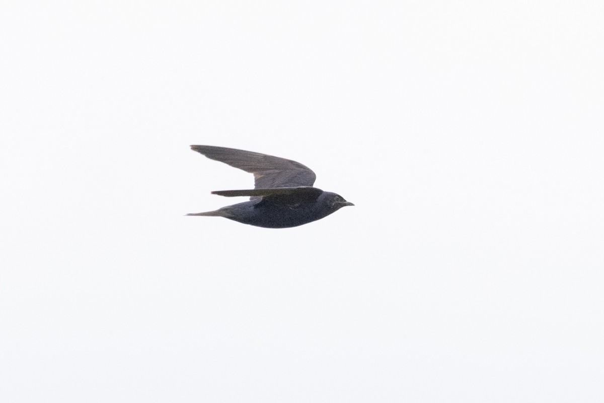 Purple Martin - ML645596506