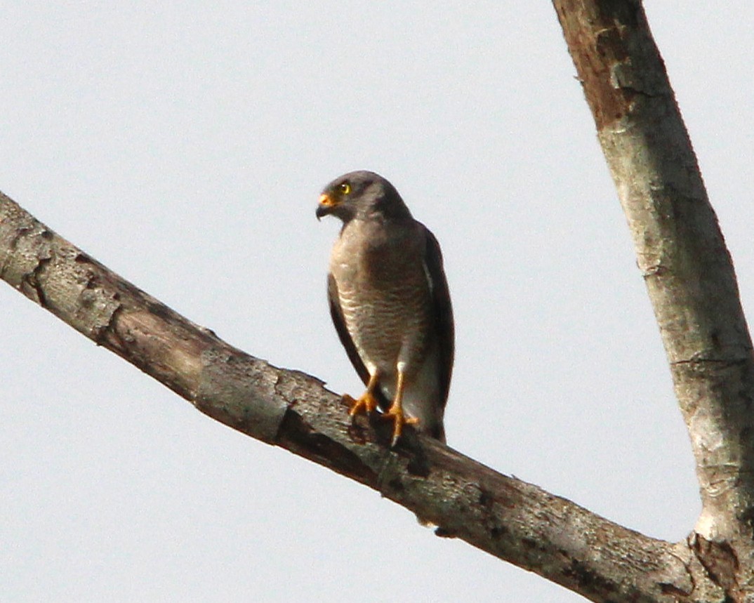 Yol Şahini - ML645596507