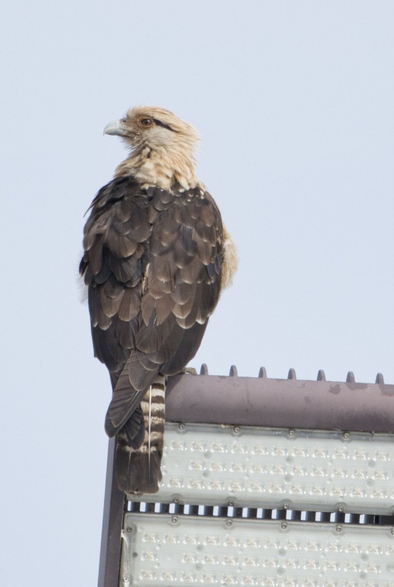 Yellow-headed Caracara - ML645596509