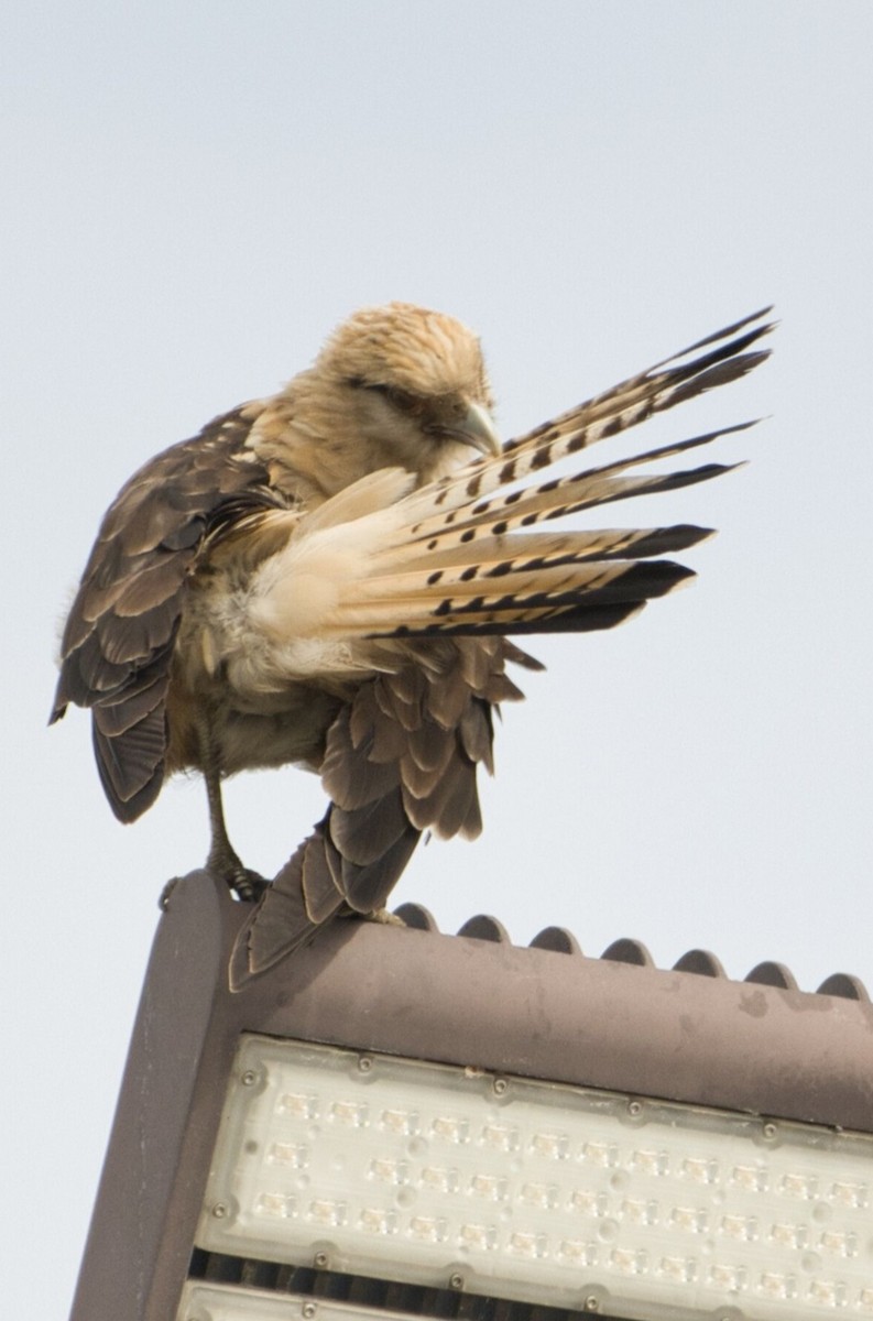 Yellow-headed Caracara - ML645596510