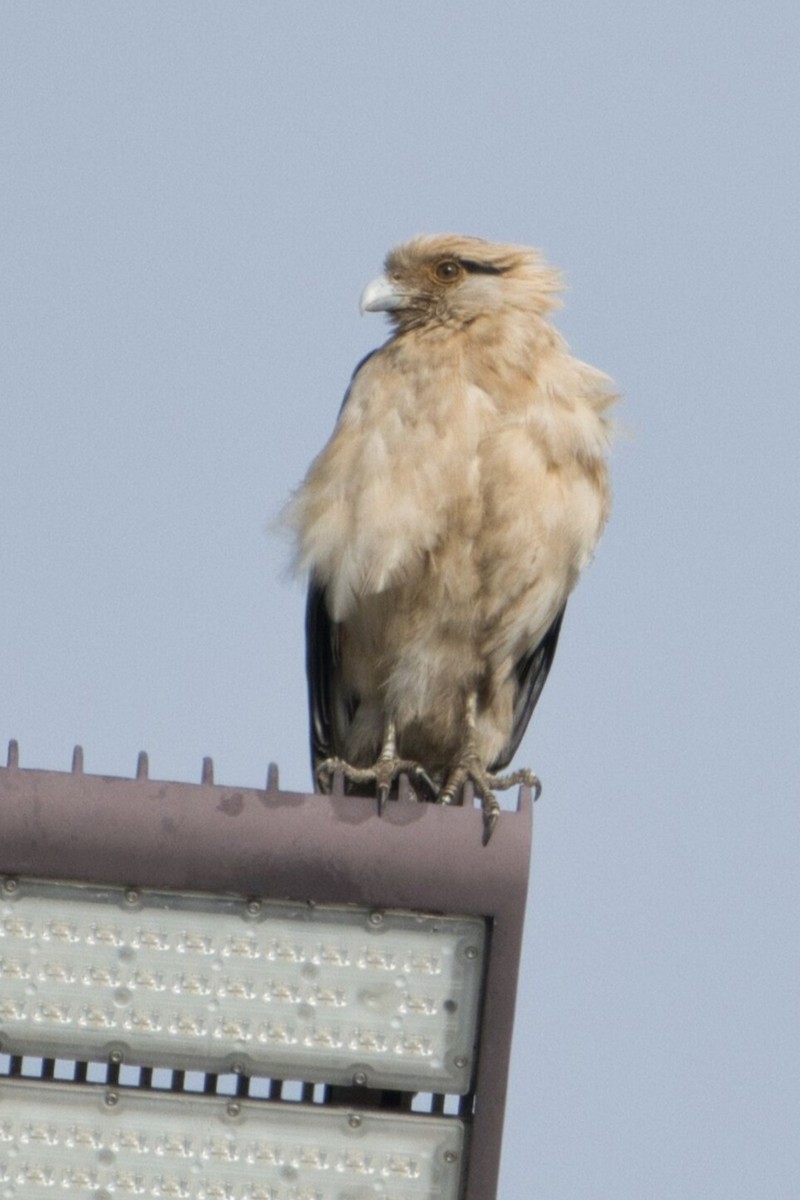 Yellow-headed Caracara - ML645596511