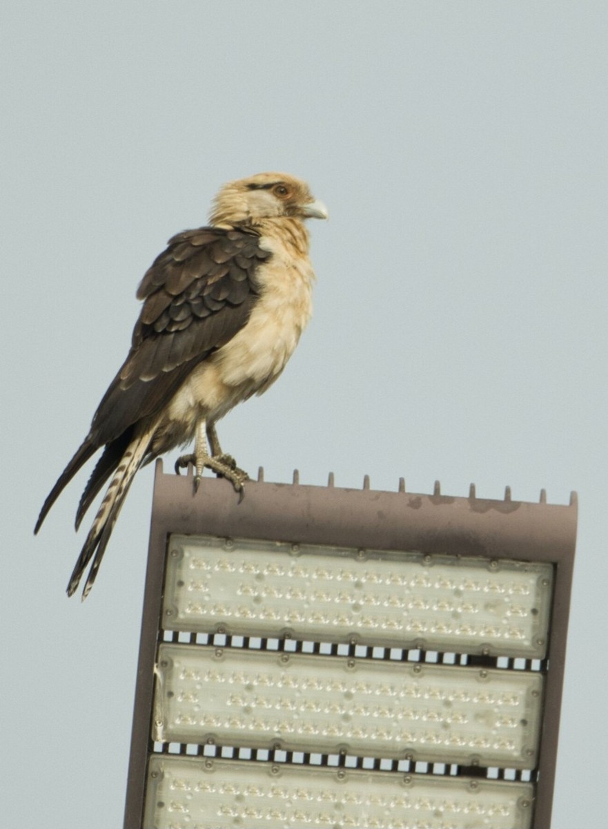 Yellow-headed Caracara - ML645596512