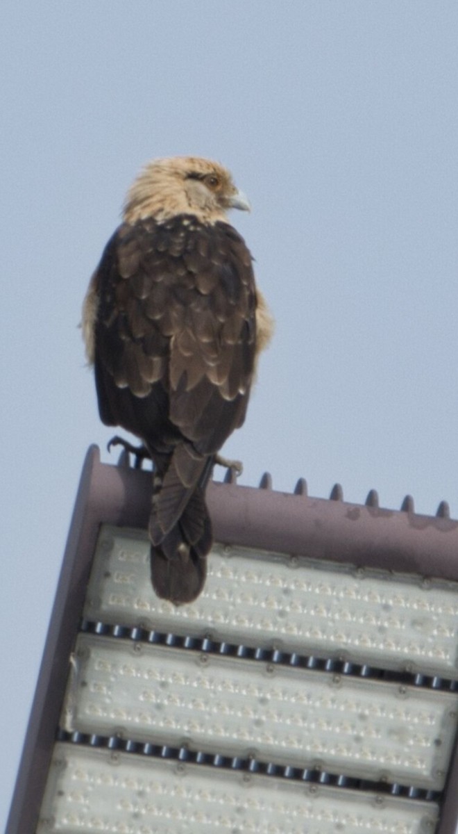 Yellow-headed Caracara - ML645596513