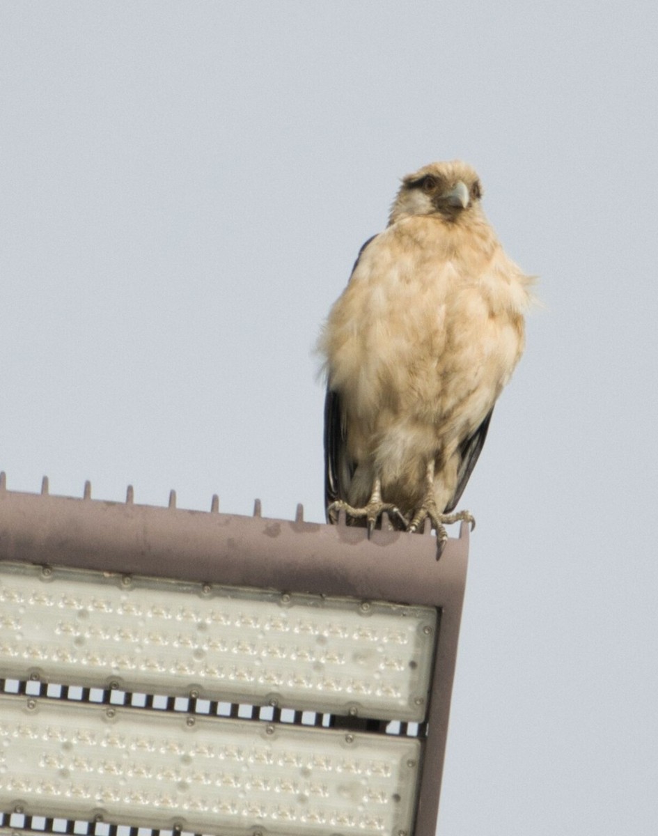Yellow-headed Caracara - ML645596514
