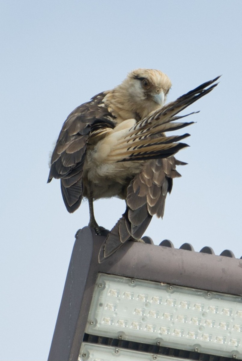 Yellow-headed Caracara - ML645596515