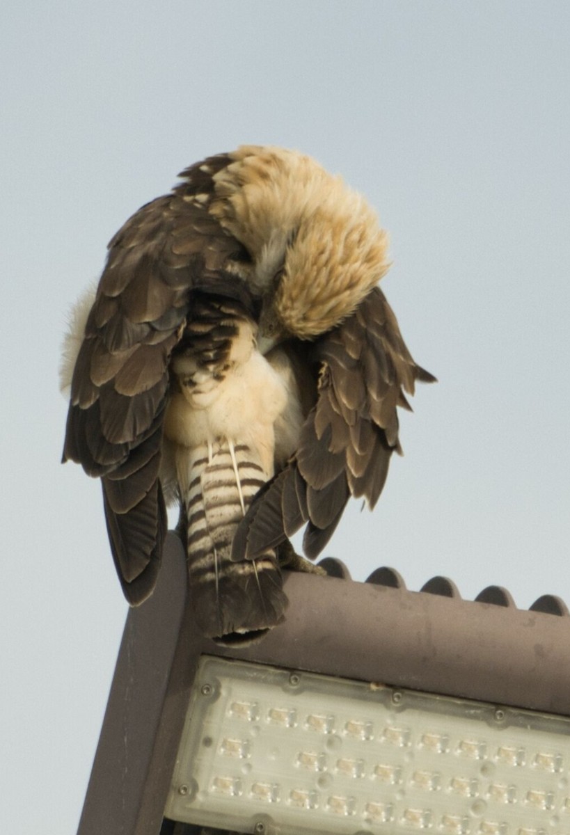 Yellow-headed Caracara - ML645596516