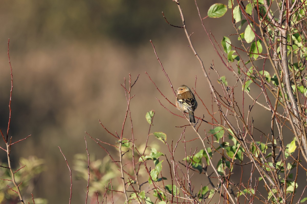 Common Chaffinch - ML645596517