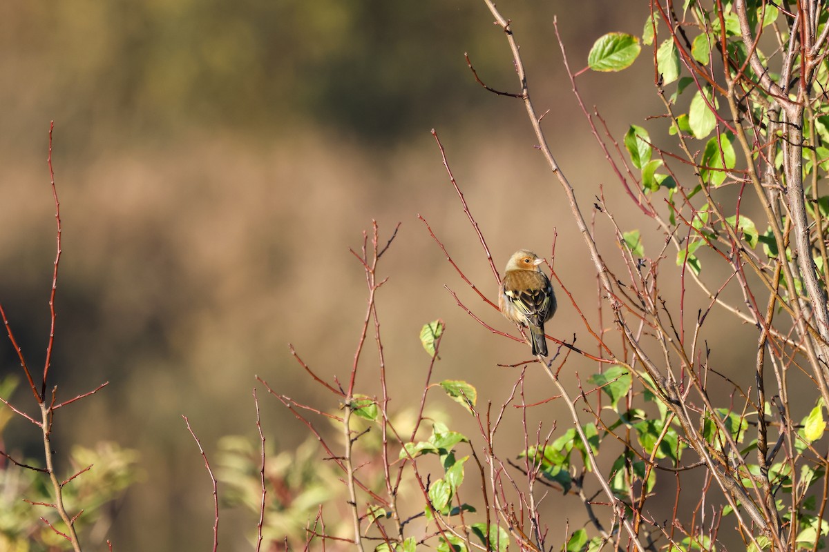 Common Chaffinch - ML645596518