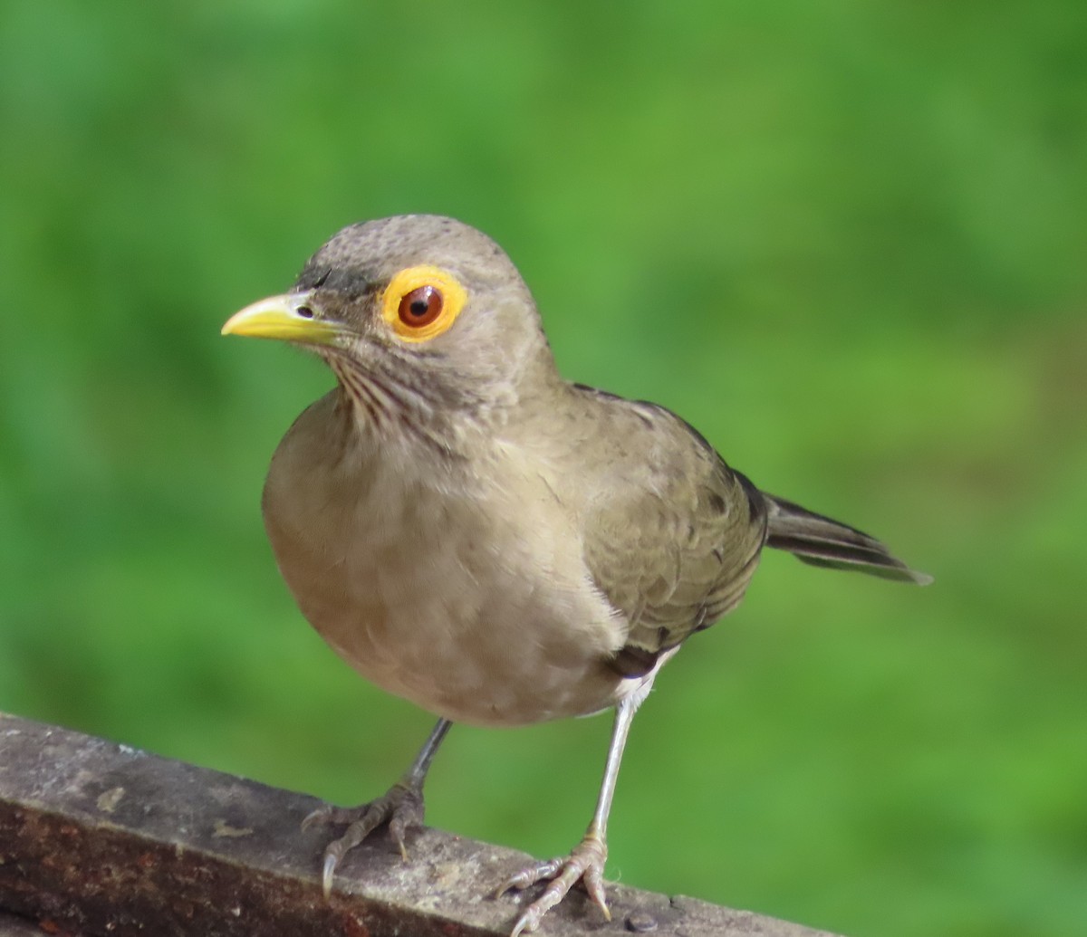 Spectacled Thrush - ML645596522