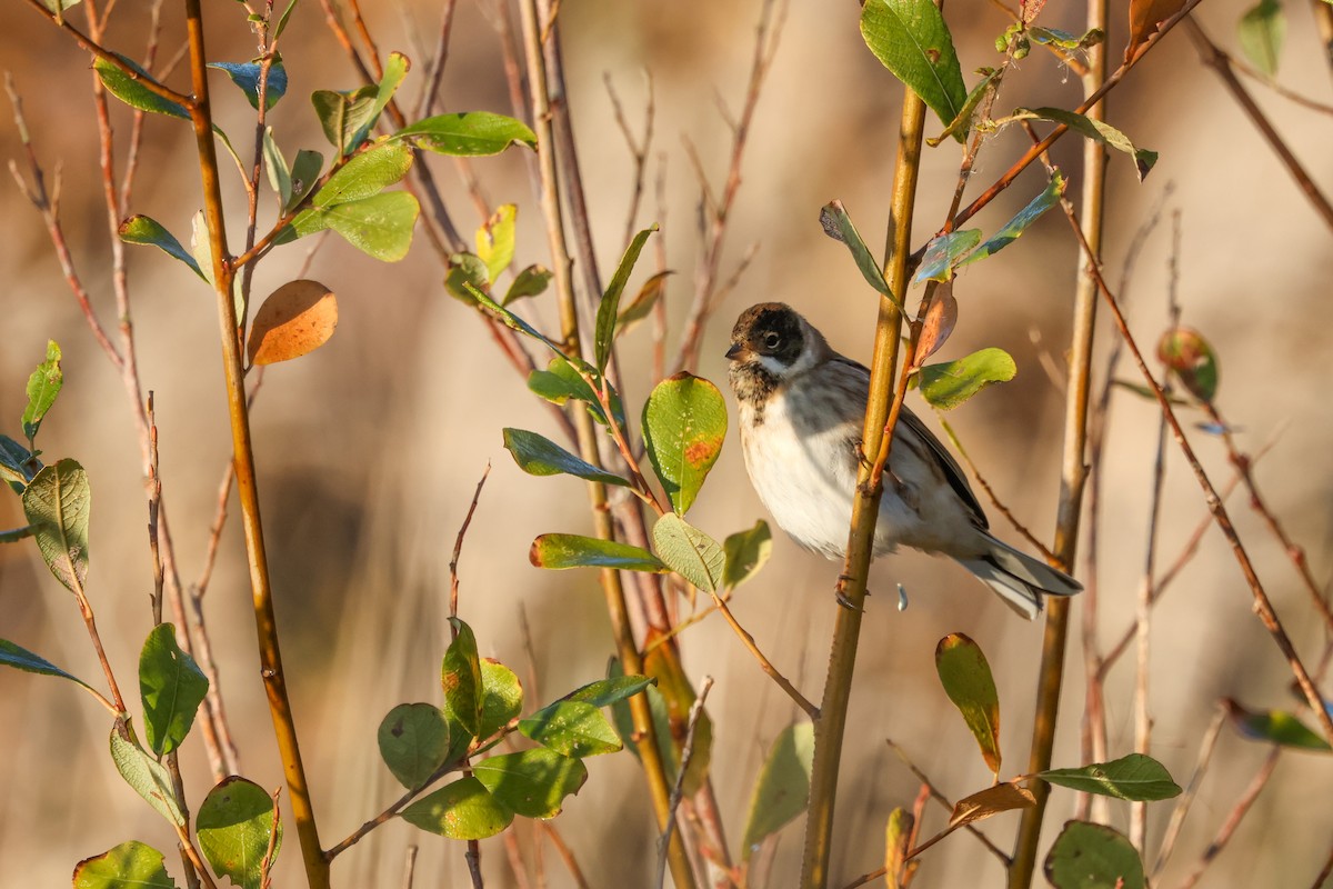 Reed Bunting - ML645596525